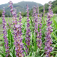 detail image1 Flower and Mountain Broadleaf Liriope Tea 45g
