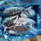 full image Striped Bonito