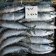 full image PACIFIC SAURY