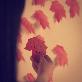 detail image3 Sticky Leaf - Maple