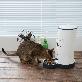detail image2 Pets Automatic Pet Feeder Food Dispenser for Dogs & Cats