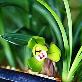 detail image1 China Oriental Orchids Oriental orchids through fostering new ones