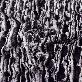 detail image2 100% Polyester Faux fur (Auto Upholstery, Garment, Home Textile, Toy, Bedding, Blangket, Carpet)