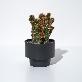 detail image3 Pot Copenhagen Midnight
