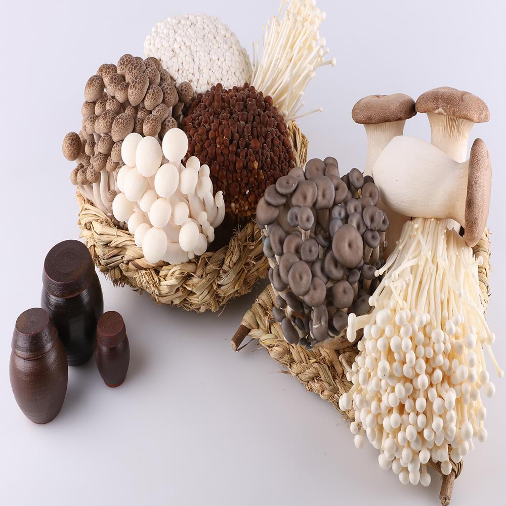 KING OYSTER MUSHROOM