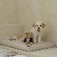 detail image3 Dr.Friend Puppy Zero Electromagnetic Waves Sleep Care Bed Pad (Large)
