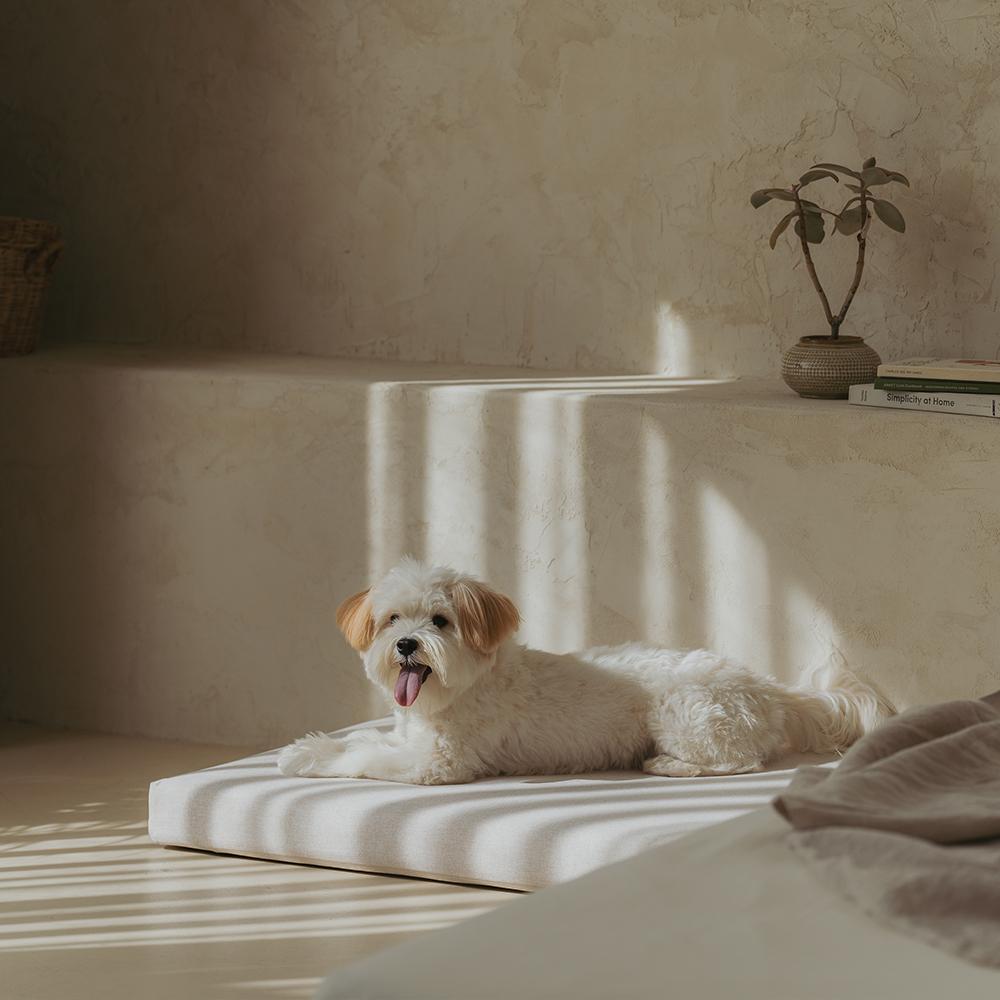 Dr.Friend Puppy Zero Electromagnetic Waves Sleep Care Bed Pad (Large)