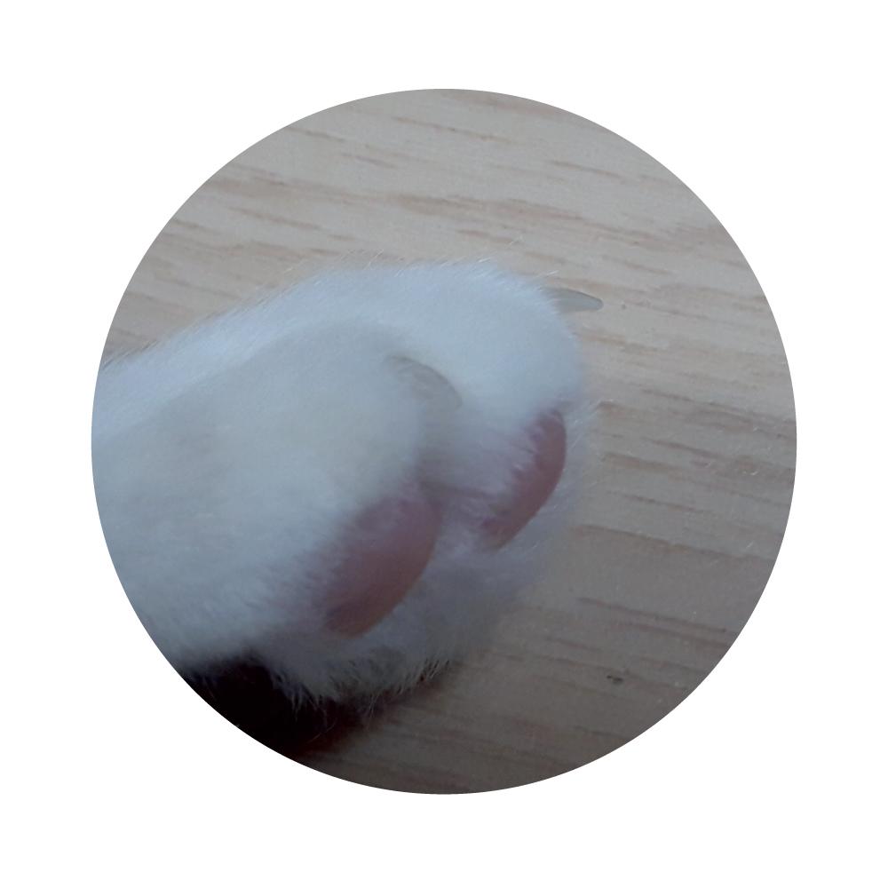 Cat nail grinder
